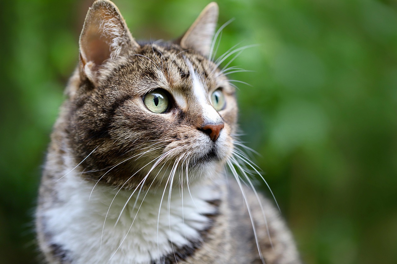 discover the ultimate cat ferry experience, where your feline friends can travel in comfort and style. explore our services tailored for pet owners, including spacious accommodations and dedicated pet-friendly amenities. enjoy a scenic journey with your cat by your side!