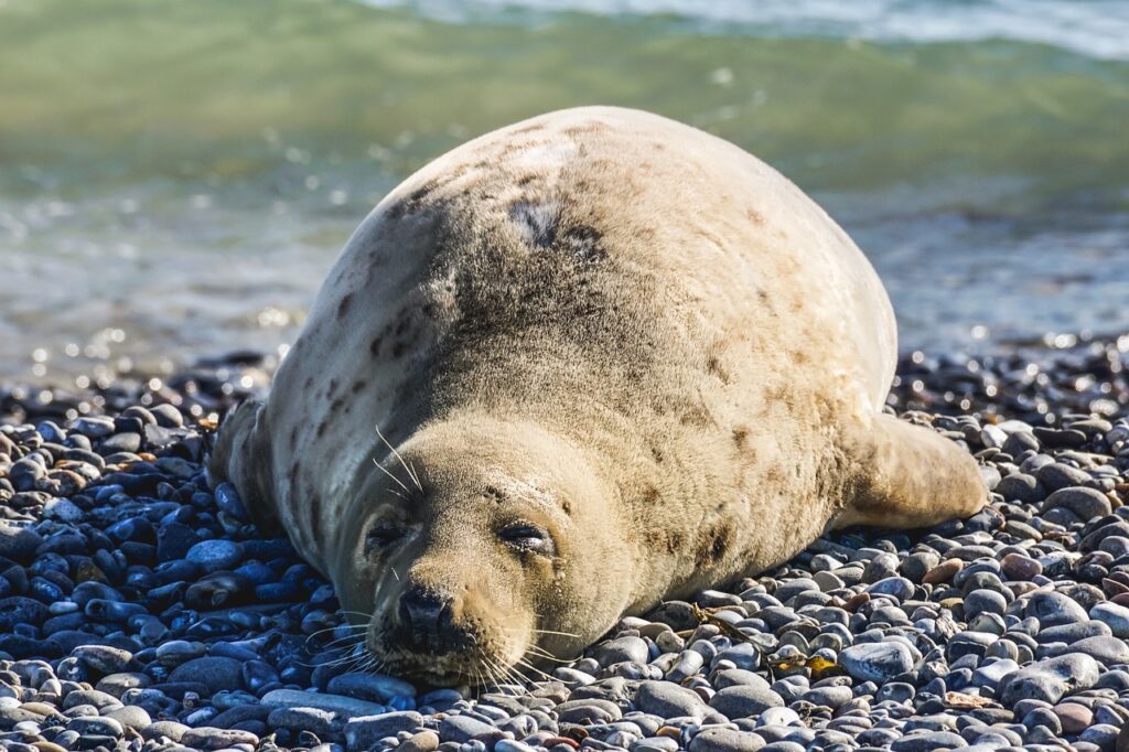 experience the thrill of seal-watching as you embark on an unforgettable adventure to observe these playful marine mammals in their natural habitat. join guided tours for a chance to see seals up close and learn about their behaviors and environment.
