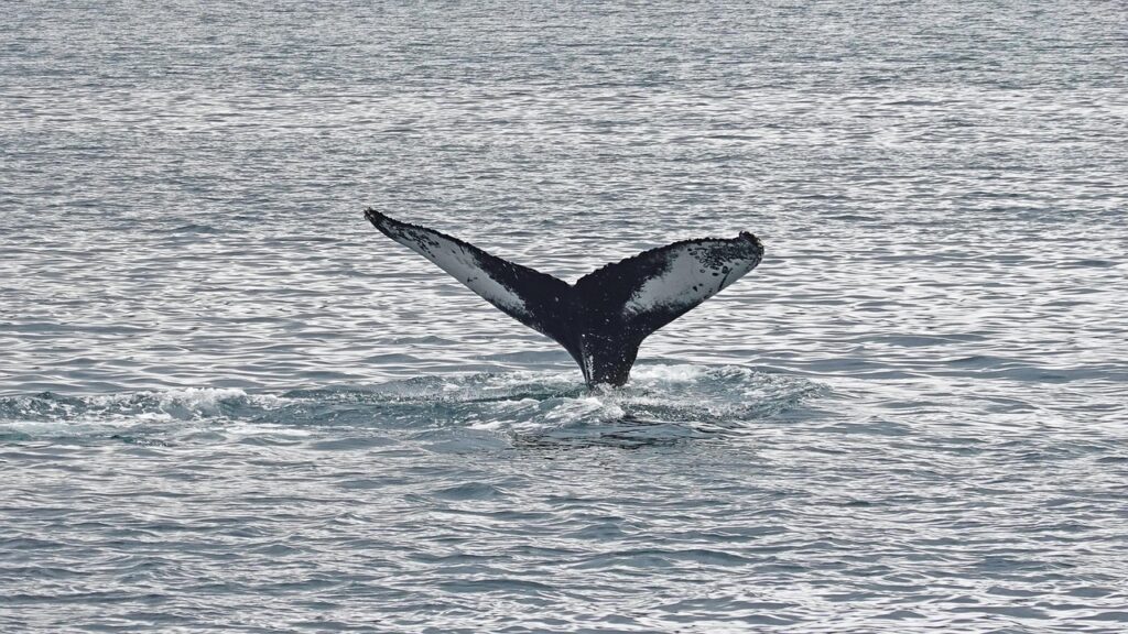 experience the thrill of whale watching with guided tours offering breathtaking views of majestic whales in their natural habitat. perfect for nature lovers and adventure seekers.