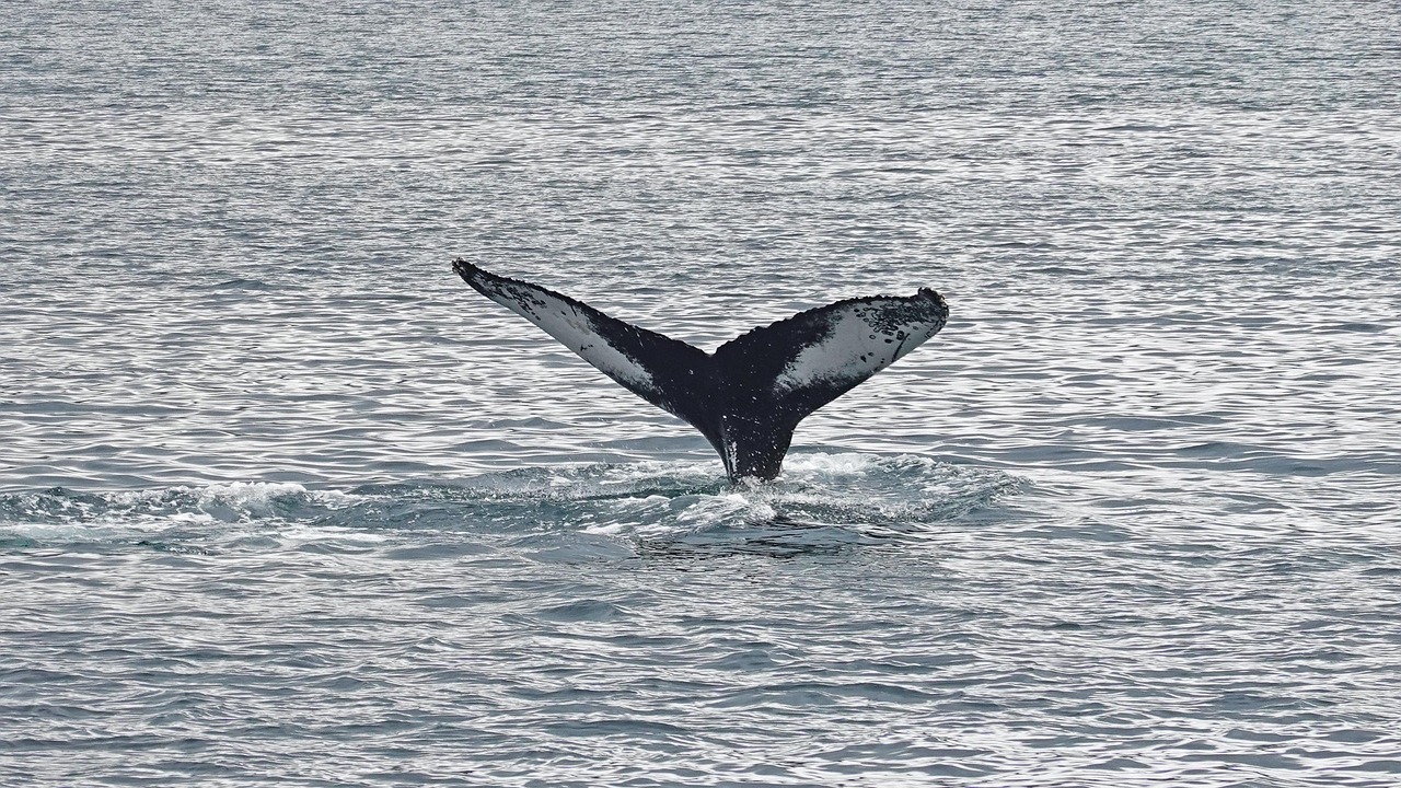 experience the thrill of whale watching with guided tours offering breathtaking views of majestic whales in their natural habitat. perfect for nature lovers and adventure seekers.