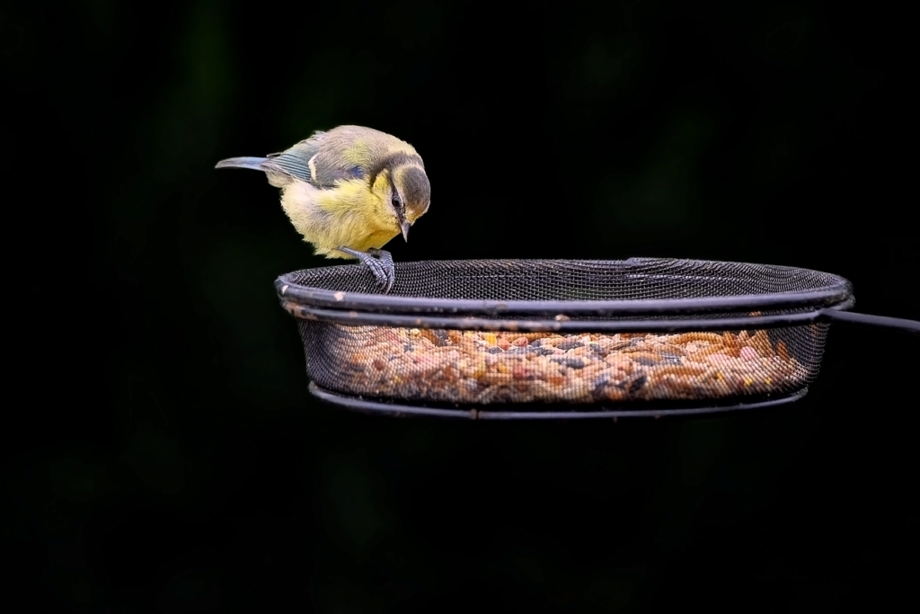 discover the charm of great yarmouth, a vibrant seaside town known for its beautiful beaches, historic piers, and family-friendly attractions.