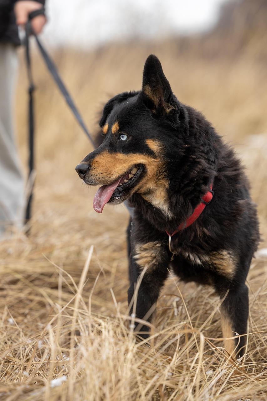 discover loving pets waiting for a forever home. explore our pet adoption services and find your new furry friend today!