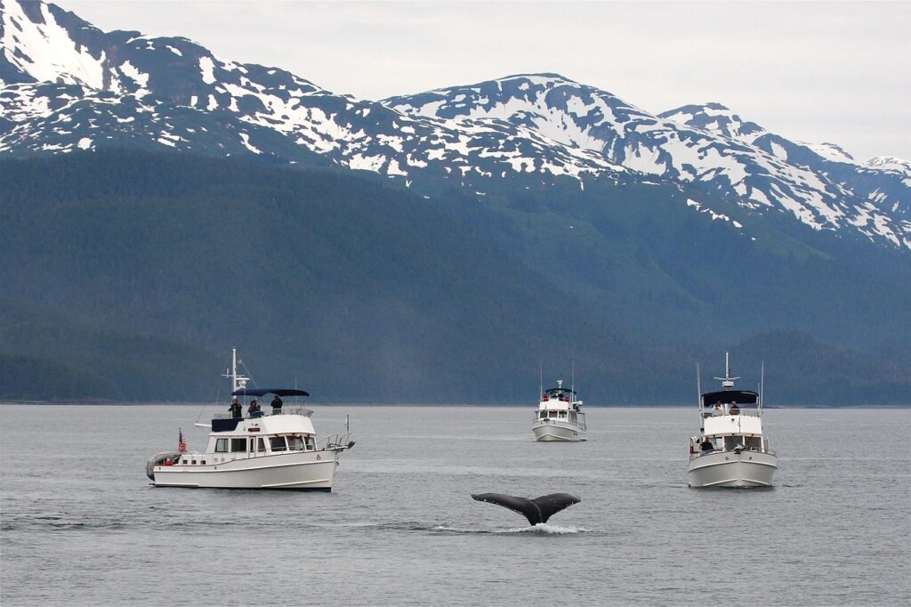 experience the breathtaking adventure of whale watching and discover majestic marine life in their natural habitat.