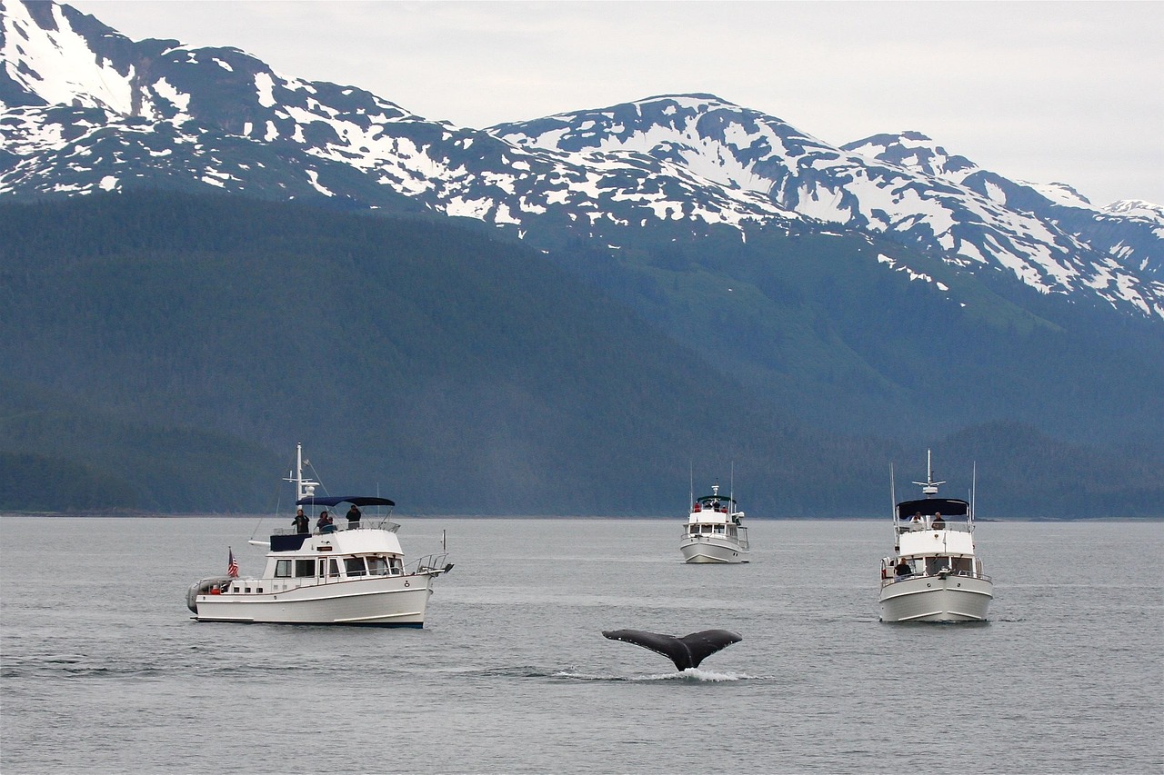 experience the breathtaking adventure of whale watching and discover majestic marine life in their natural habitat.